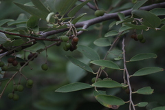 Grewia damine